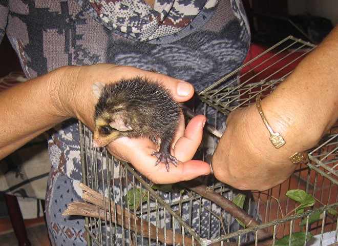 Weissohr-Opossum-Babies
